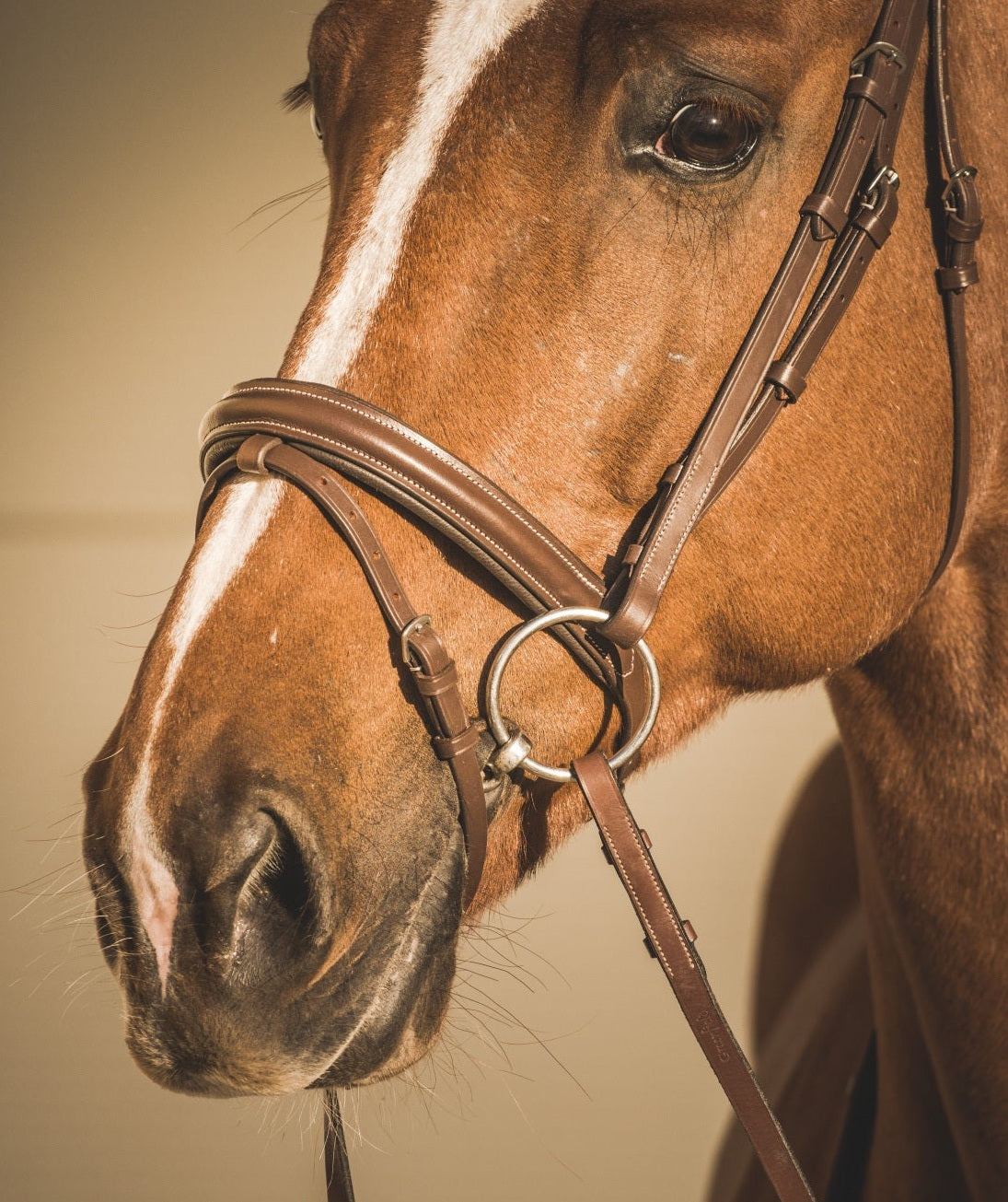 EQUISHOP TEAM OGŁOWIE DLA KONIA CLASSIC