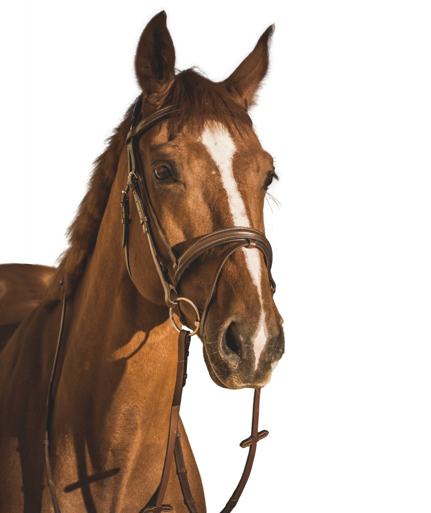 EQUISHOP TEAM OGŁOWIE DLA KONIA CLASSIC