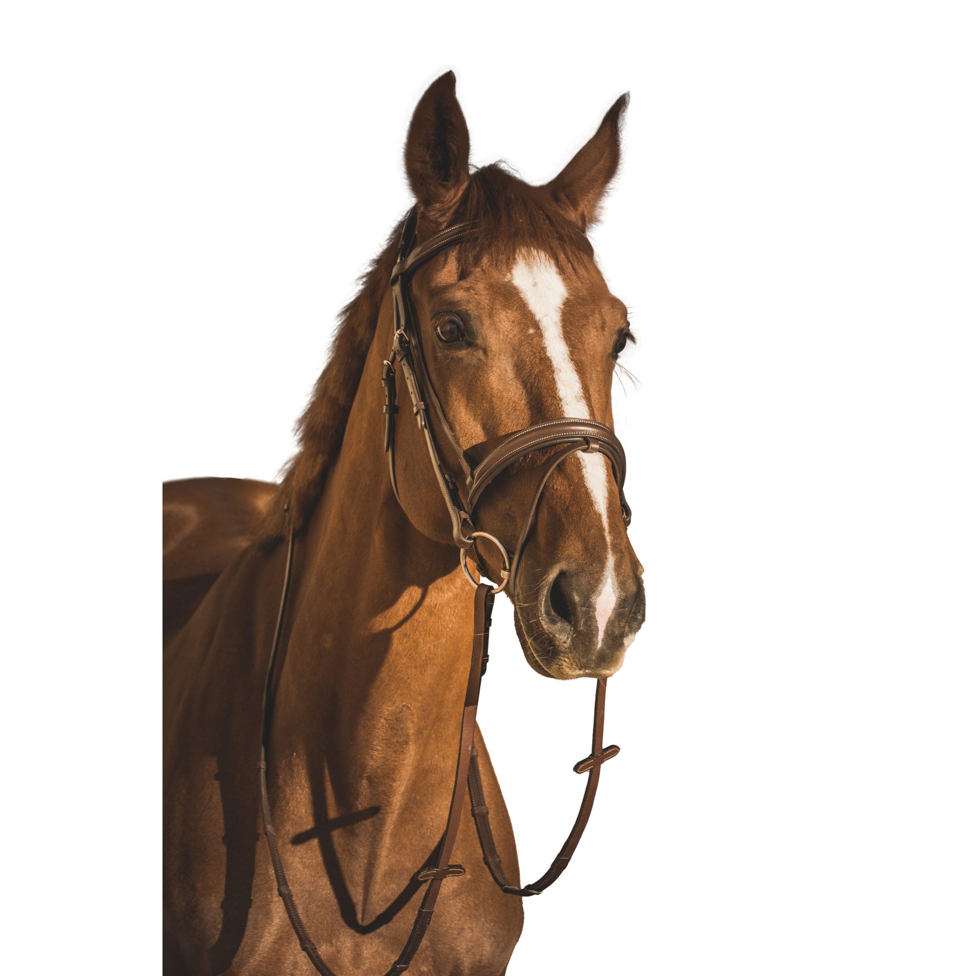 EQUISHOP TEAM OGŁOWIE DLA KONIA CLASSIC