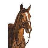 EQUISHOP TEAM OGŁOWIE DLA KONIA CLASSIC