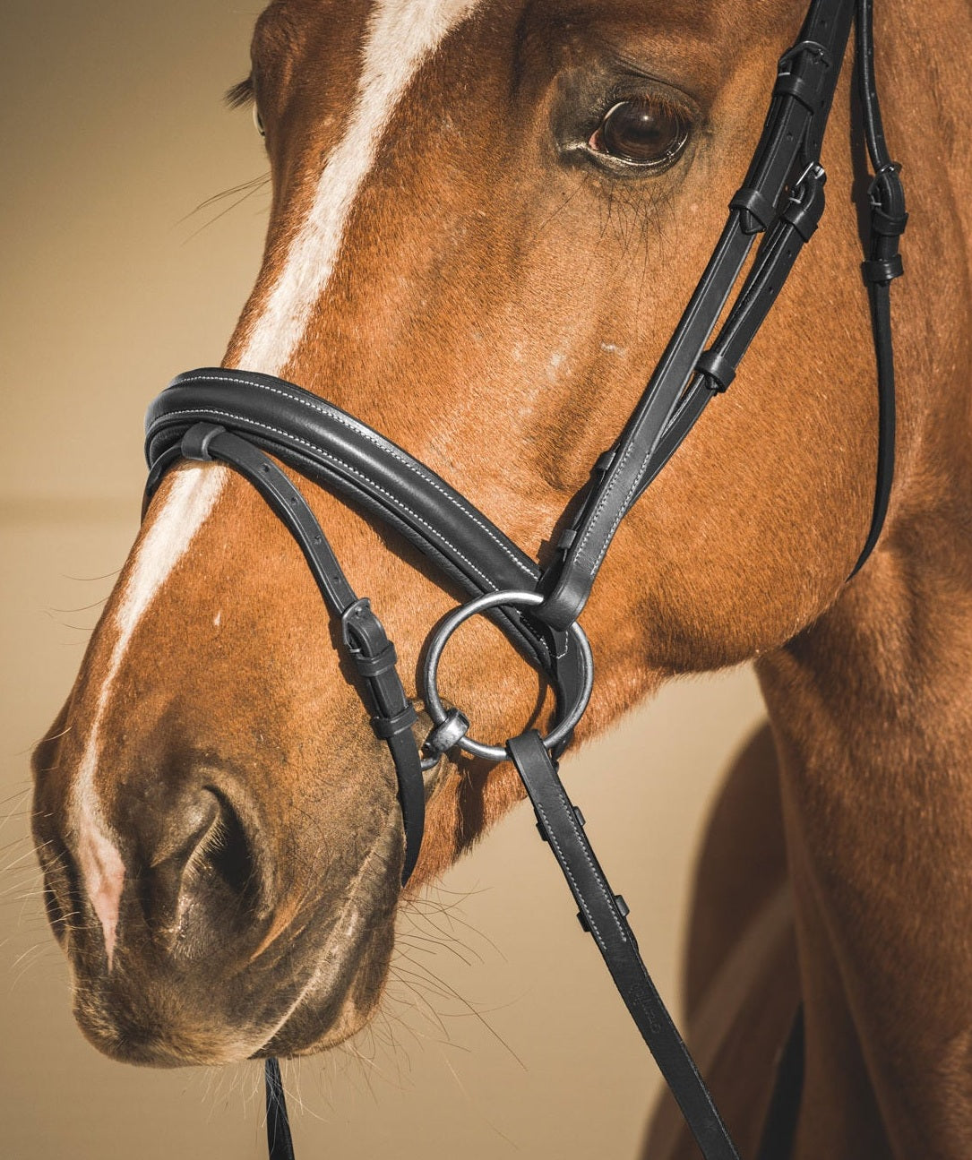 EQUISHOP TEAM OGŁOWIE DLA KONIA CLASSIC