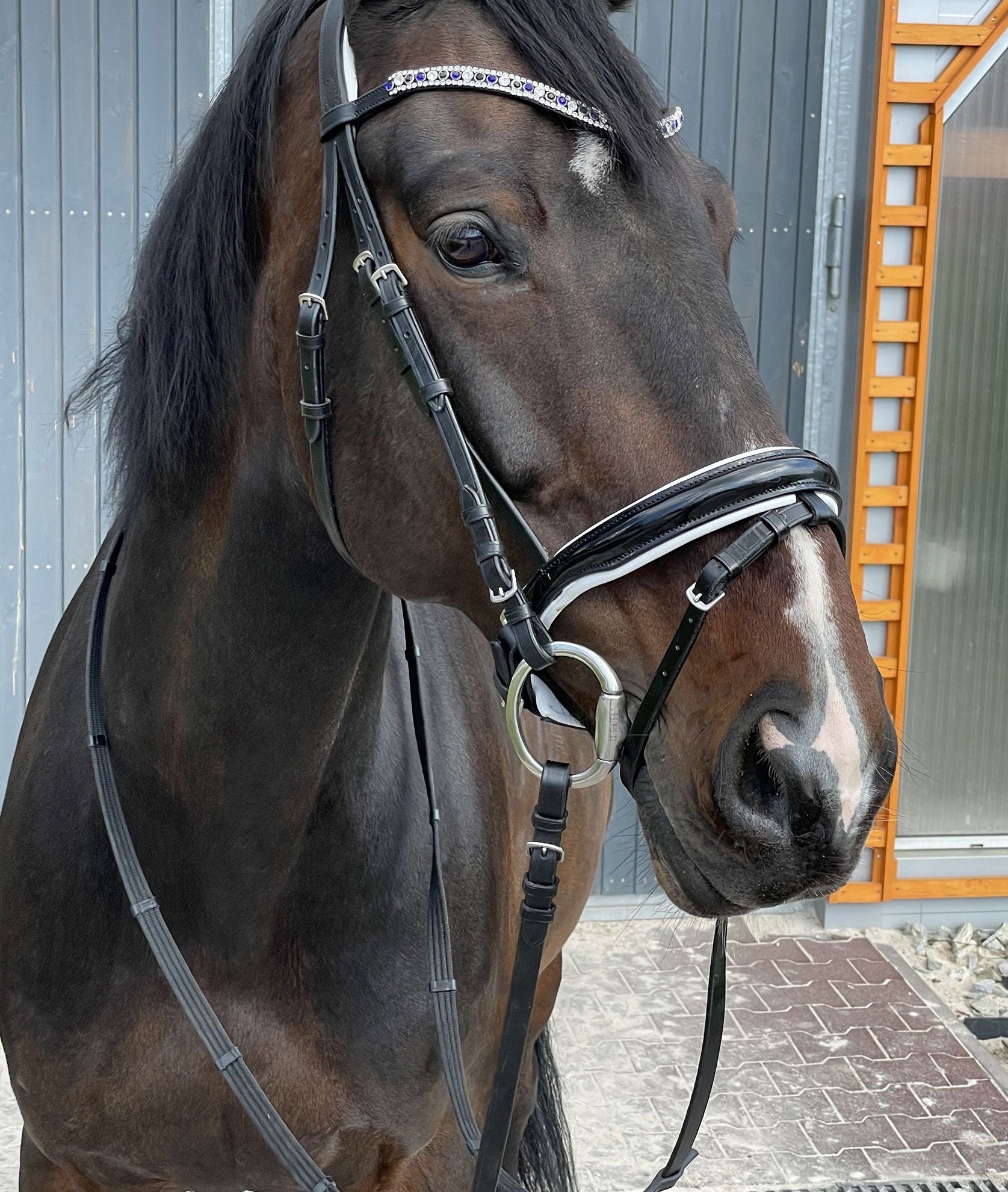 EQUISHOP TEAM OGŁOWIE JEŹDZIECKIE CRYSTAL SHINE