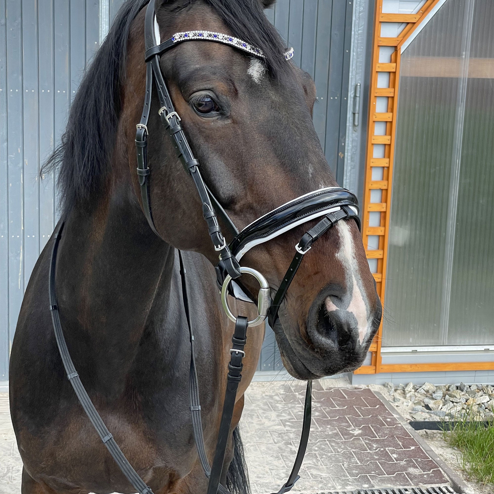 EQUISHOP TEAM OGŁOWIE JEŹDZIECKIE CRYSTAL SHINE