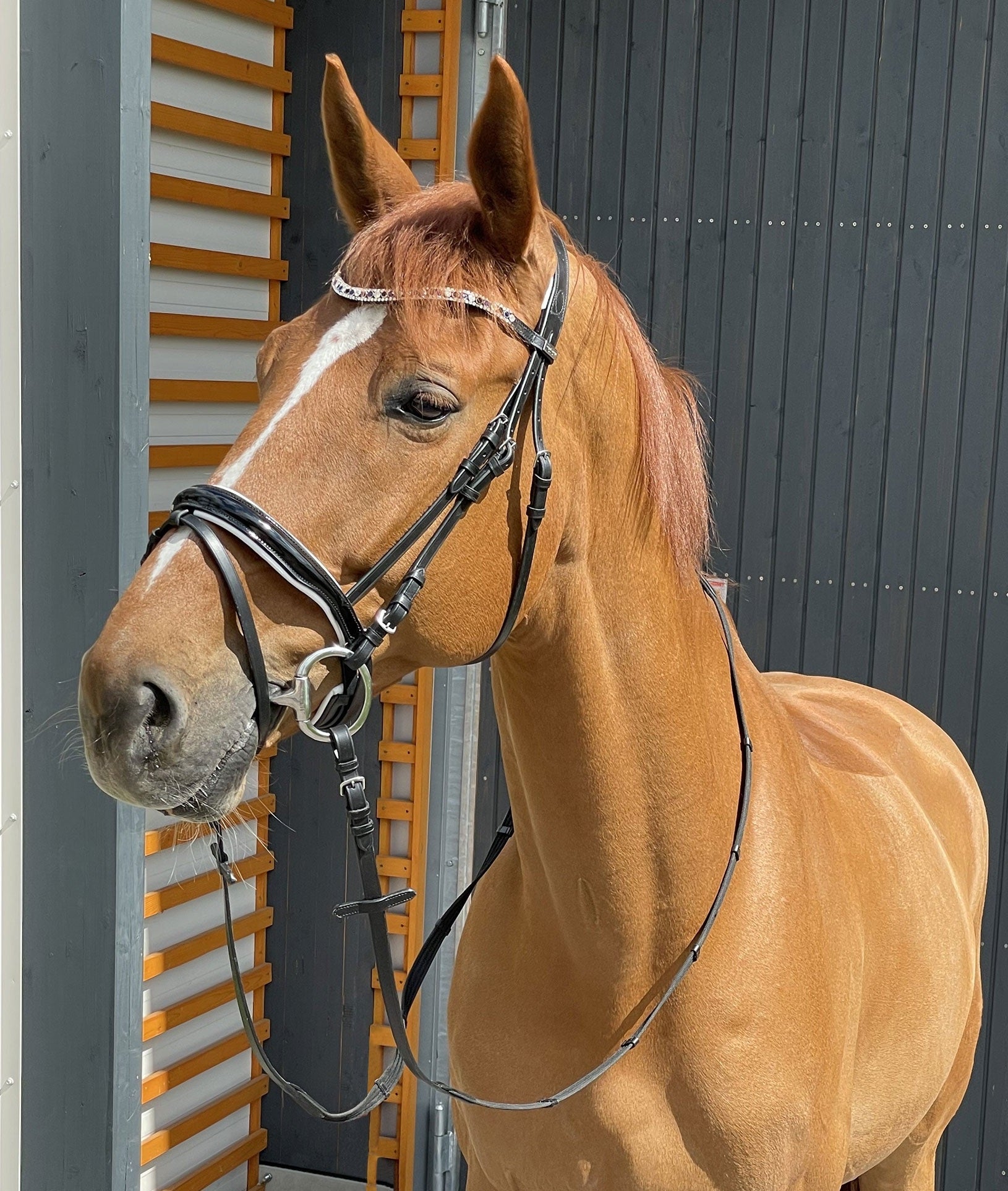 EQUISHOP TEAM OGŁOWIE JEŹDZIECKIE CRYSTAL SHINE