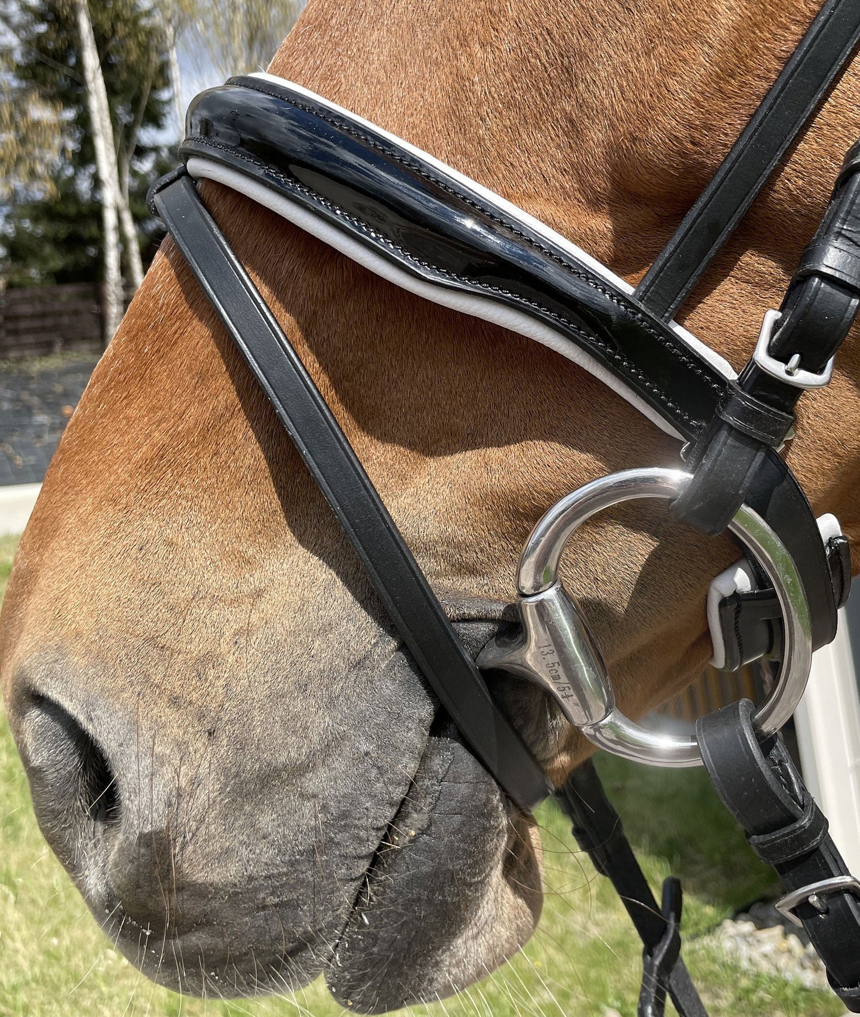 EQUISHOP TEAM OGŁOWIE JEŹDZIECKIE CRYSTAL SHINE