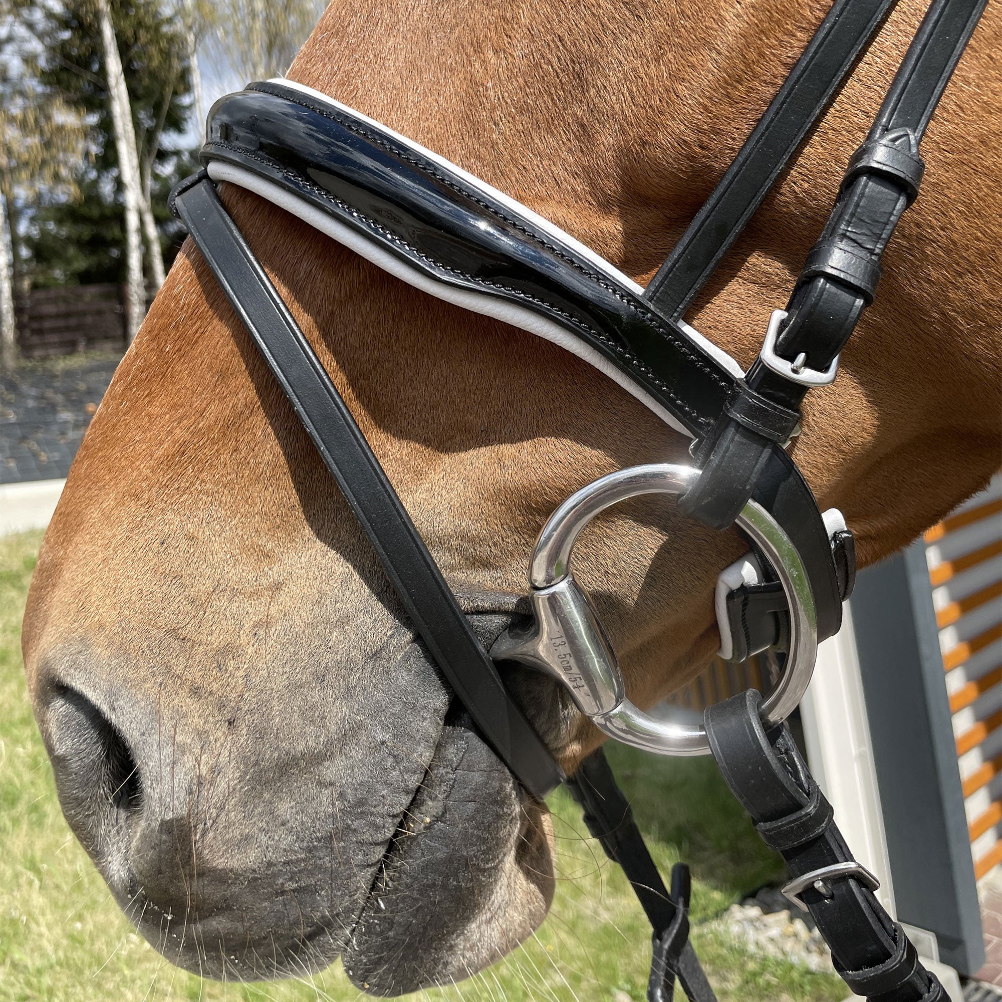 EQUISHOP TEAM OGŁOWIE JEŹDZIECKIE CRYSTAL SHINE