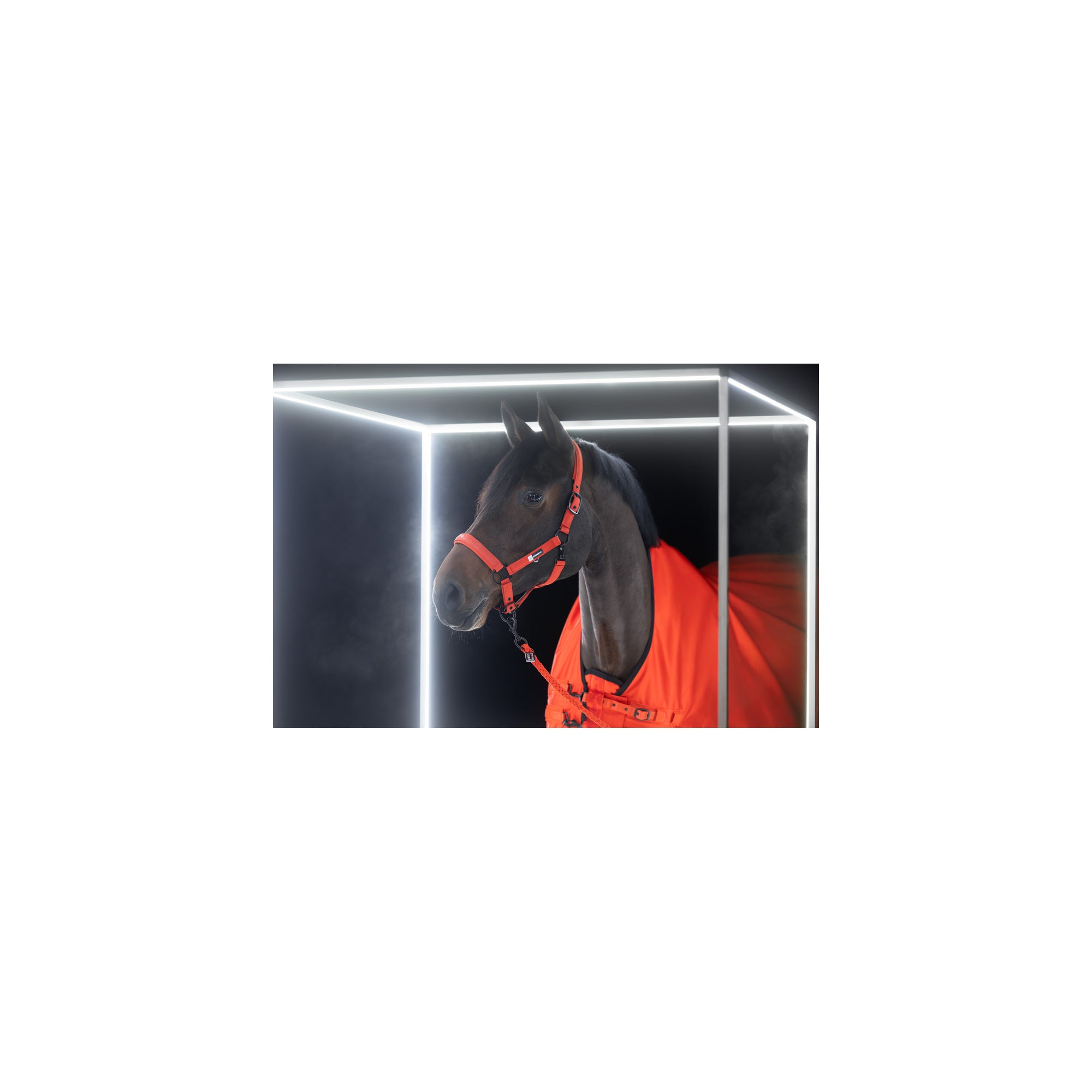 ESKADRON SPARKLE DOUBLE PIN KANTAR DLA KONIA DYNAMIC