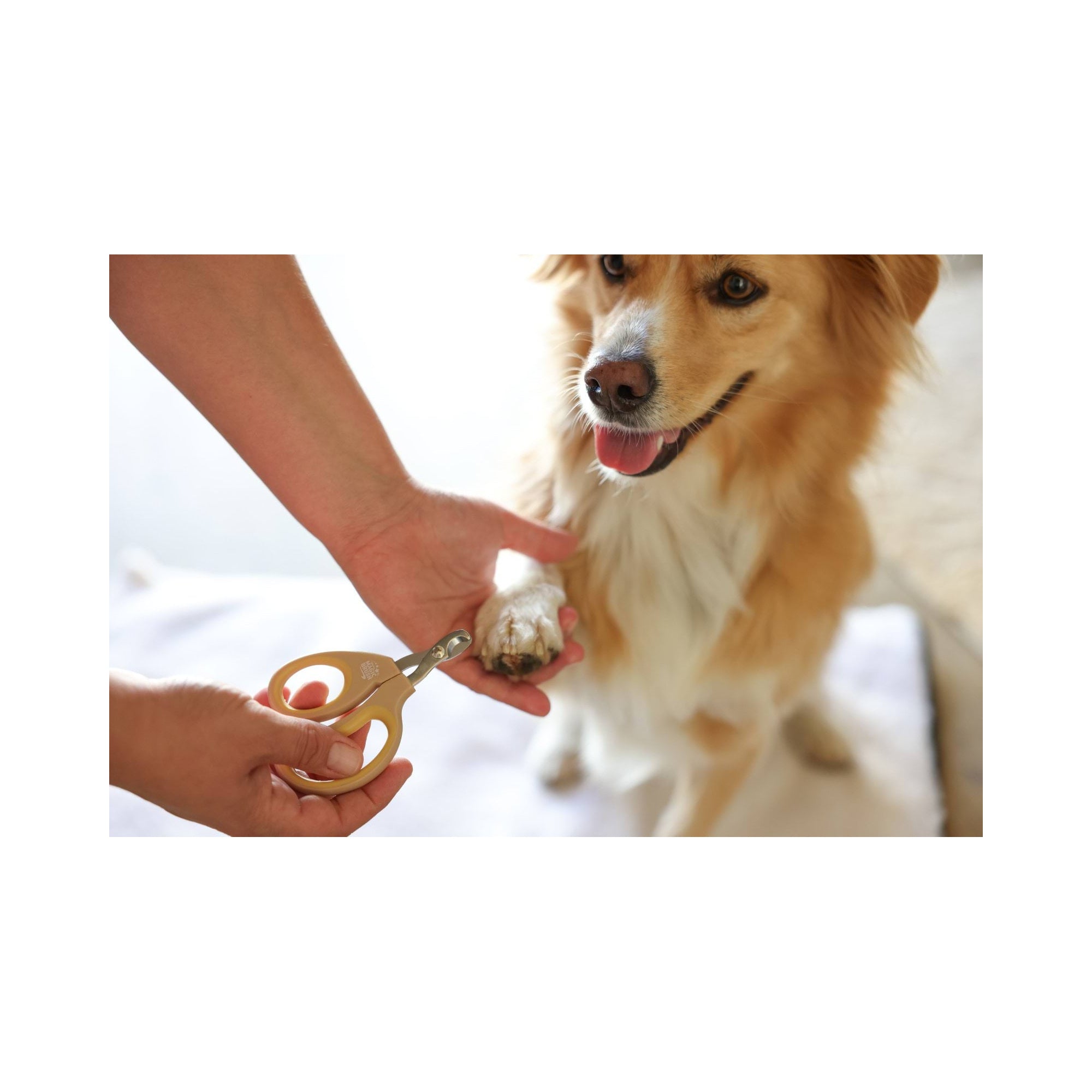 MAGIC BRUSH NAIL SCISSORS FOR DOG AND CAT