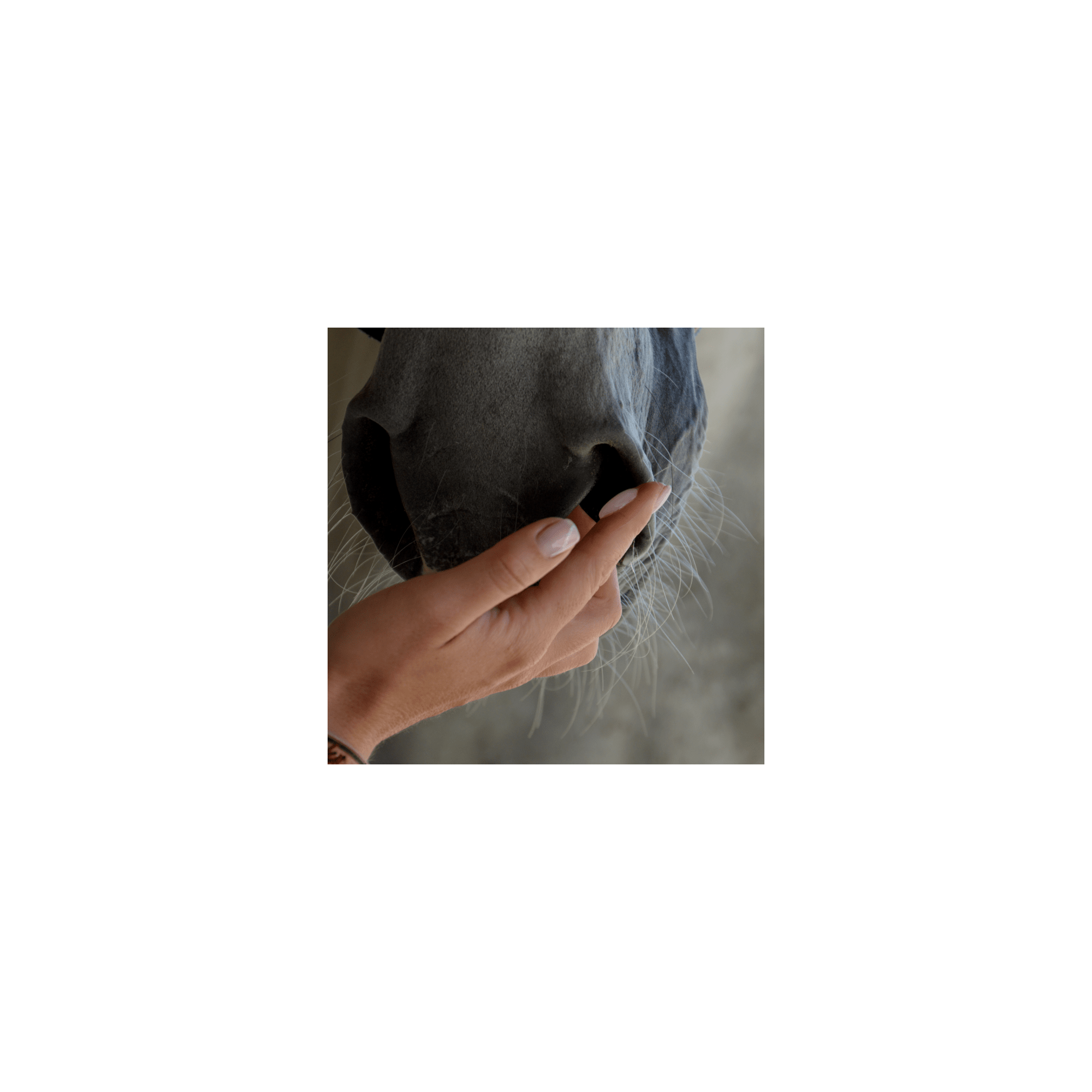 SECURE HORSE FLASH FEROMONY DLA KONI W FORMIE ŻELU - Signs Equishop
