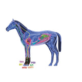 ZANDONA MAGNETYCZNE OCHRANIACZE DLA KONIA THERAPEUTIC SUPPORT BOOT AIR PRZÓD