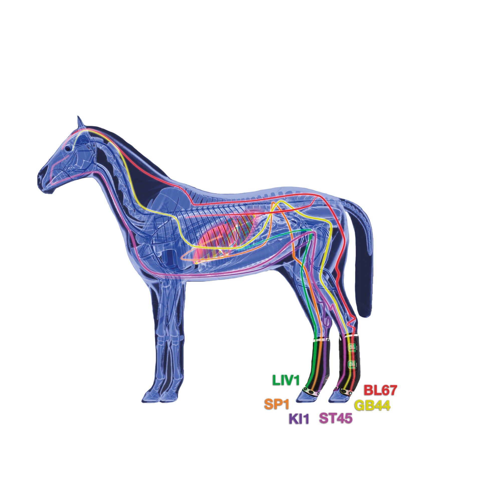 ZANDONA OCHRANIACZE MAGNETYCZNE DLA KONIA THERAPEUTIC SUPPORT BOOT AIR TYŁ