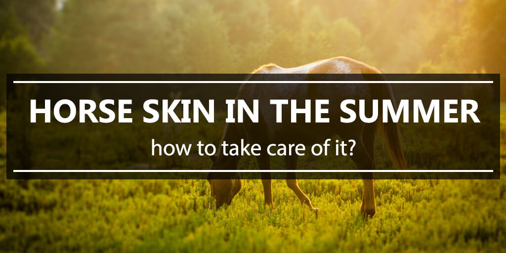 How to take care of horse's skin during summer