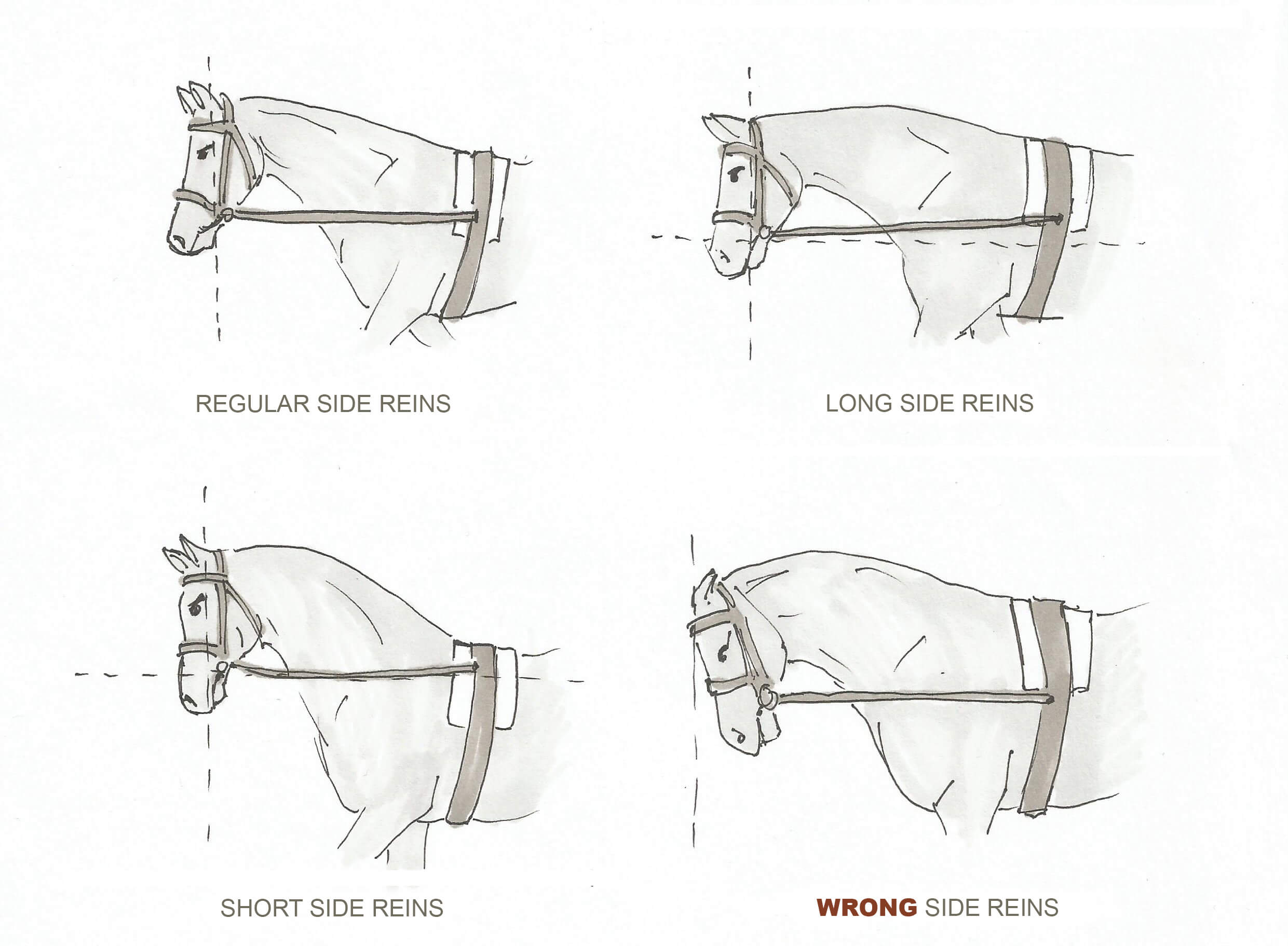 How To Lunge A Horse With A Bridle / Lunging Step By Step