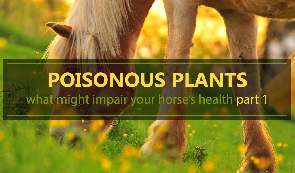 Poisonous plants what might impair your horse's health, part 1