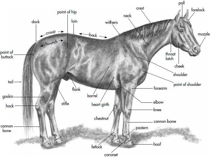 Equestrian dictionary słownik terminów jeździeckich Sklep jeździecki