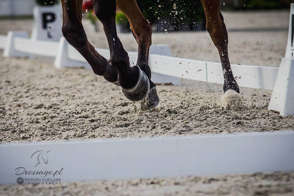Stolperproblem des Pferdes