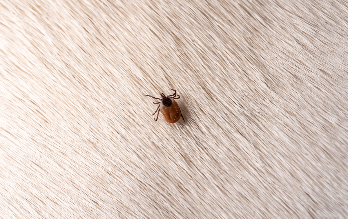 kleszcz_na_siersci kleszcz_na_siersci