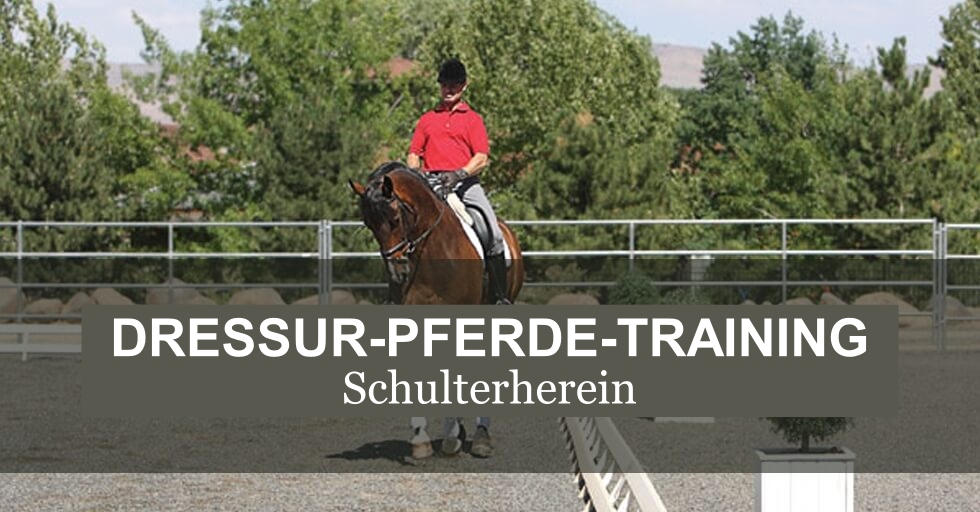 DRESSUR-PFERDE-TRAINING-Schulterherein