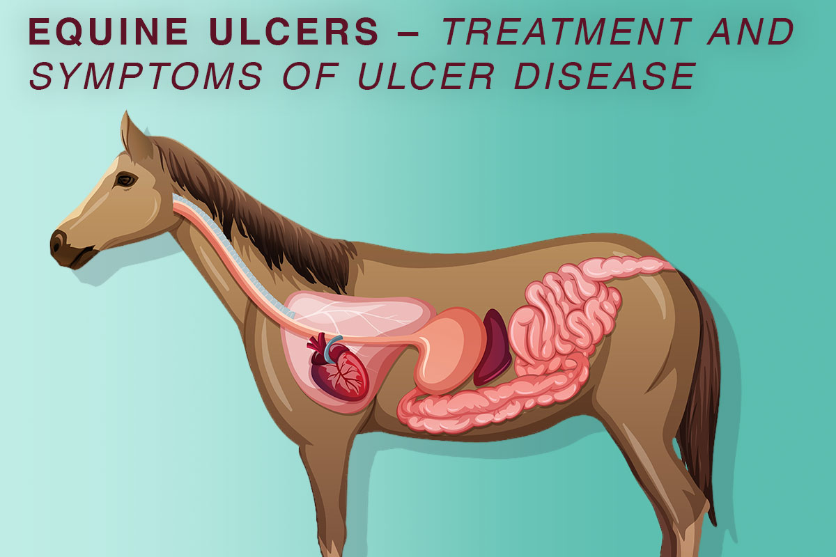 Equine ulcers treatment and symptoms of ulcer disease