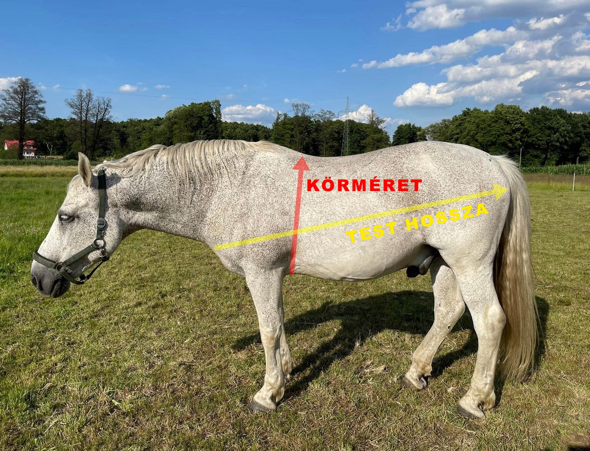 HUN-wzor-na-wage-ciala-konia