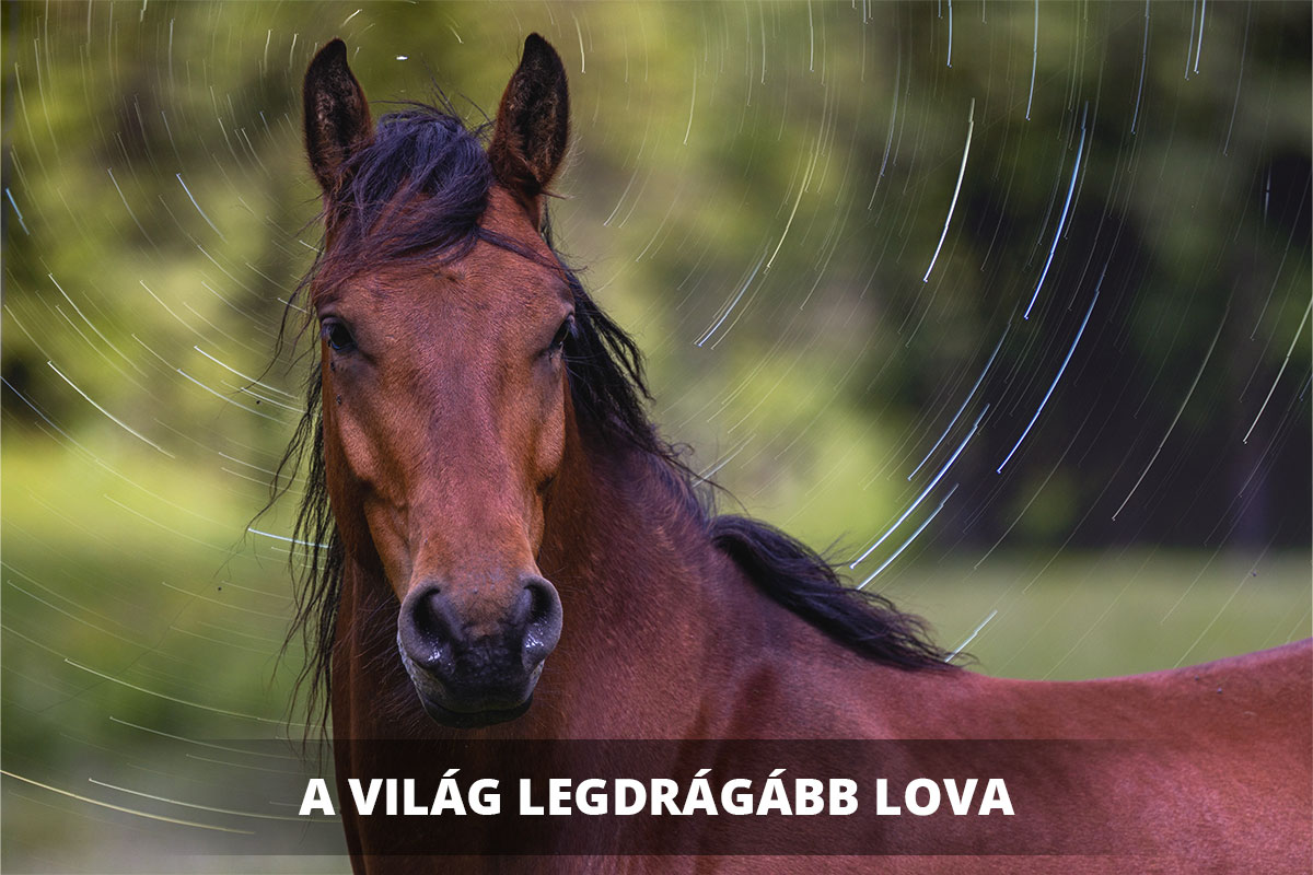 HU_Mostexpensivehorse