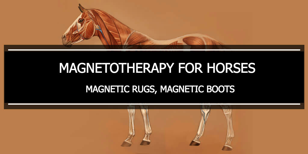 for horses. rugs, boots Equestrian Shop