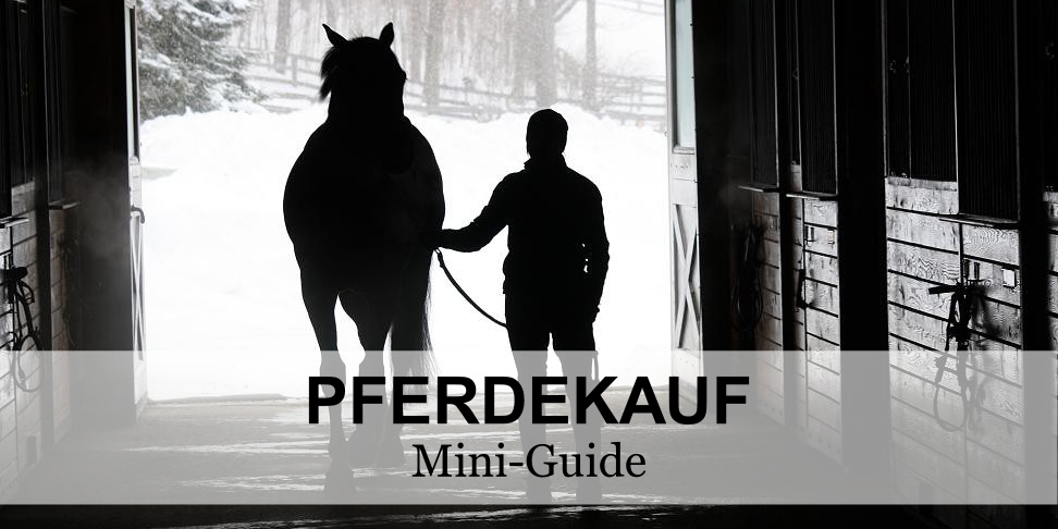 Pferdeverkauf-Pferdekauf