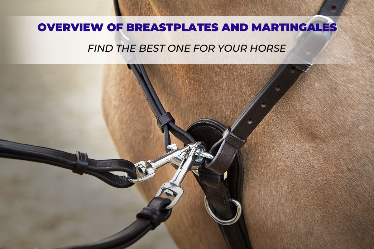 Types of breastplates and tips on how to choose one
