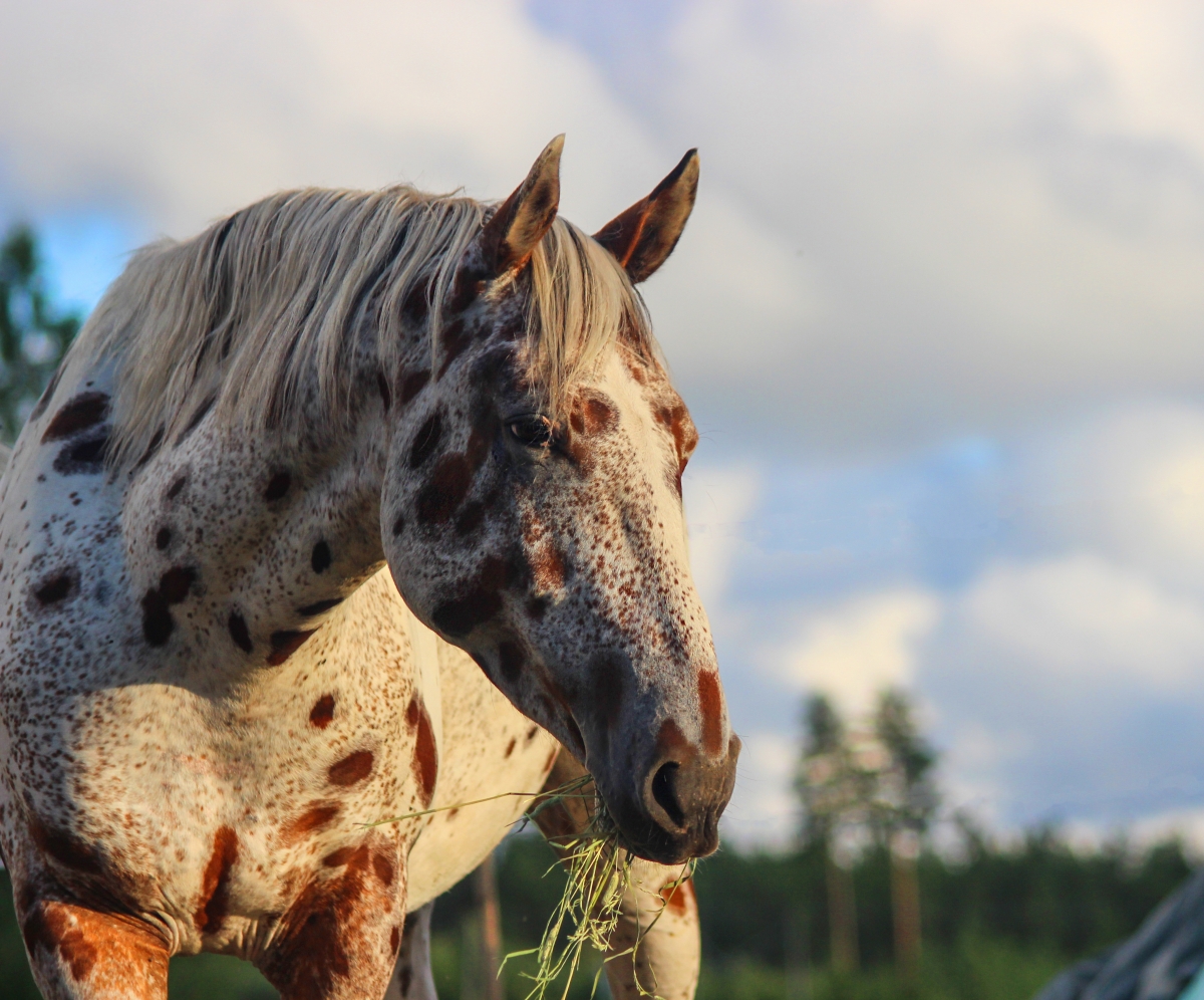 All About the Appaloosa Horse Breed 