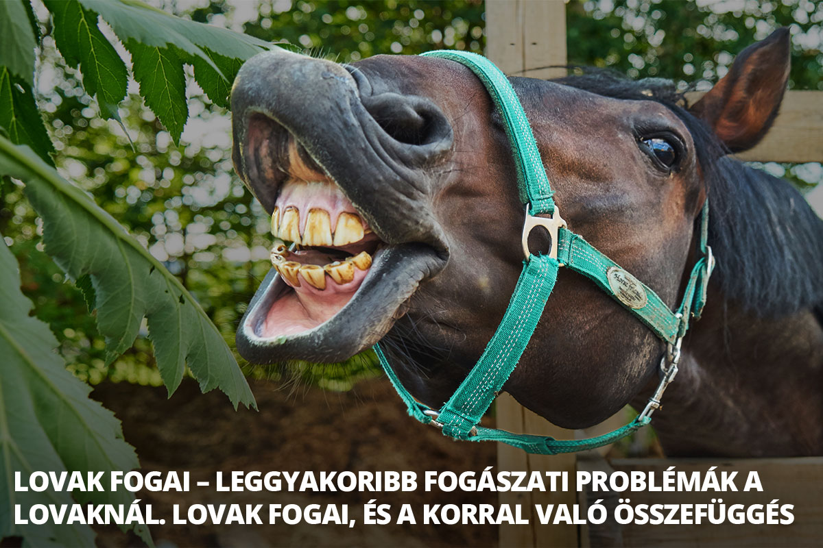 Zeby-koni-nowe_1200x800-HU