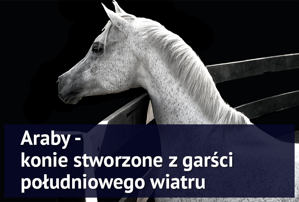 konie_arabskie