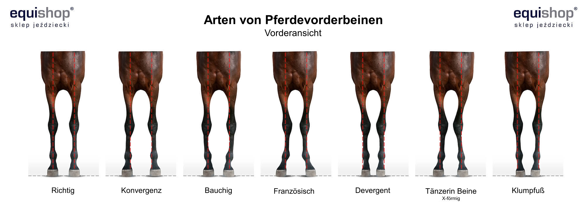 budowa-konczyn-przednich-konia-DE_1