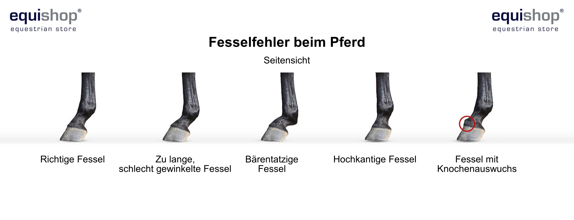 faulty-horse-fetlock-DE