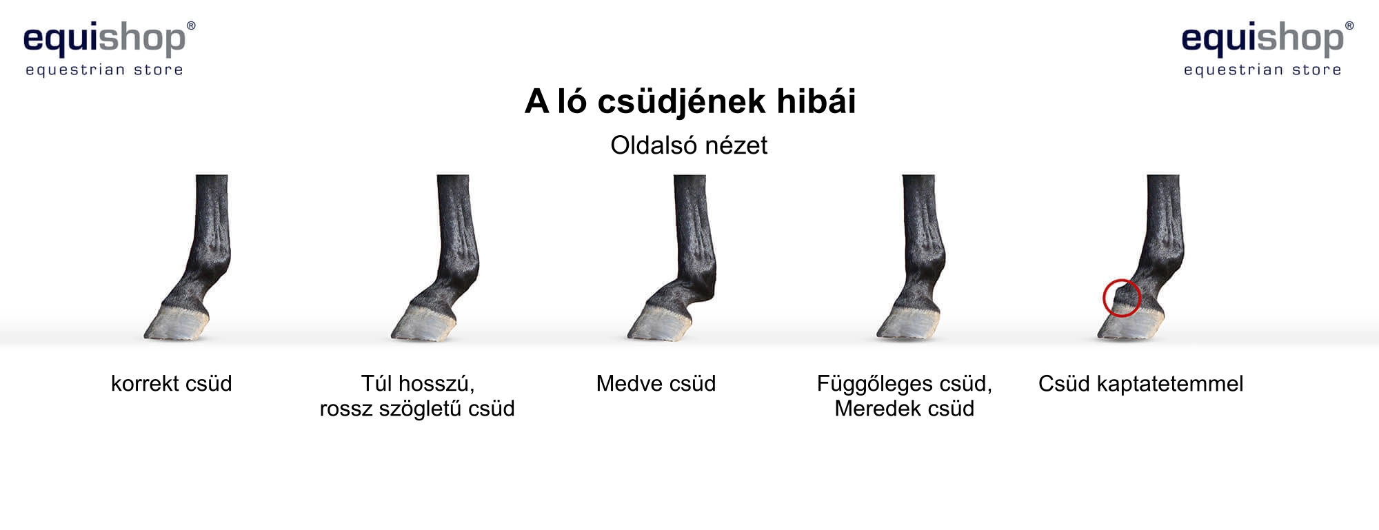 faulty-horse-fetlock-HU