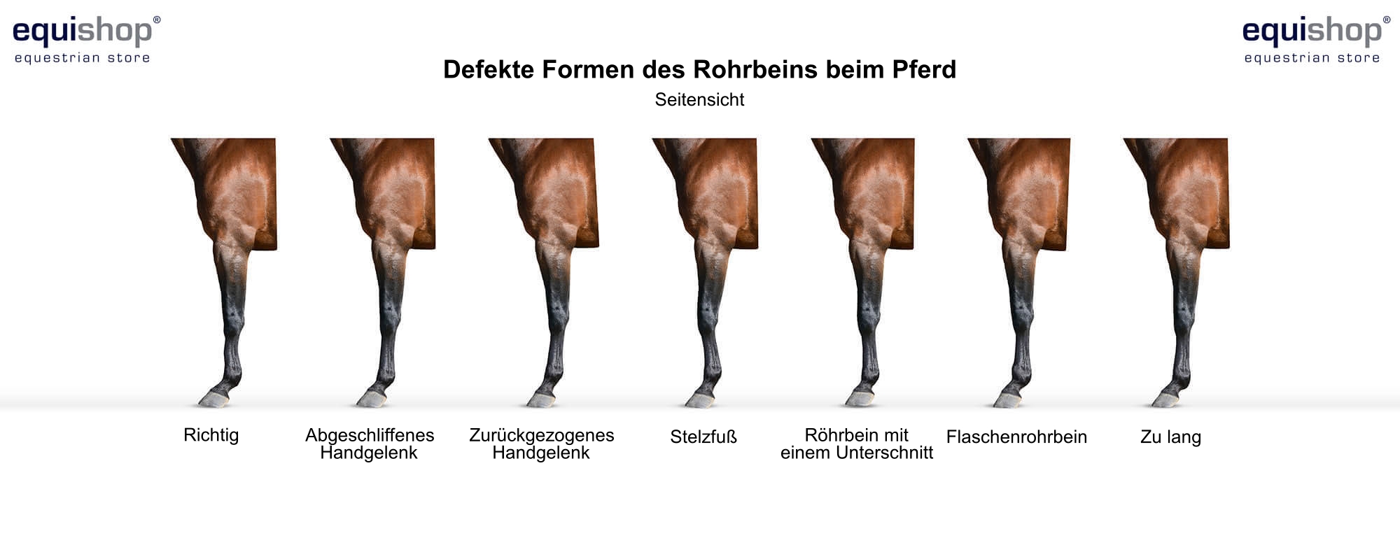 faulty-horse-pastern-DE_1