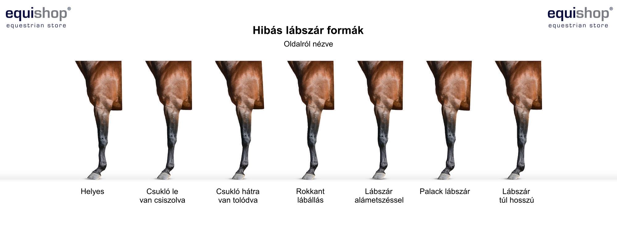 faulty-horse-pastern-HU