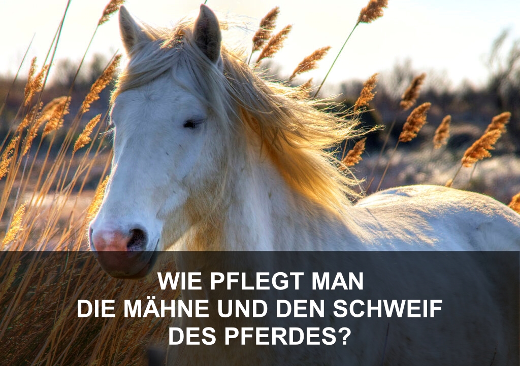 WIE PFLEGT MAN DIE MÄHNE UND DEN SCHWEIF DES PFERDES? - EQUISHOP Reitshop
