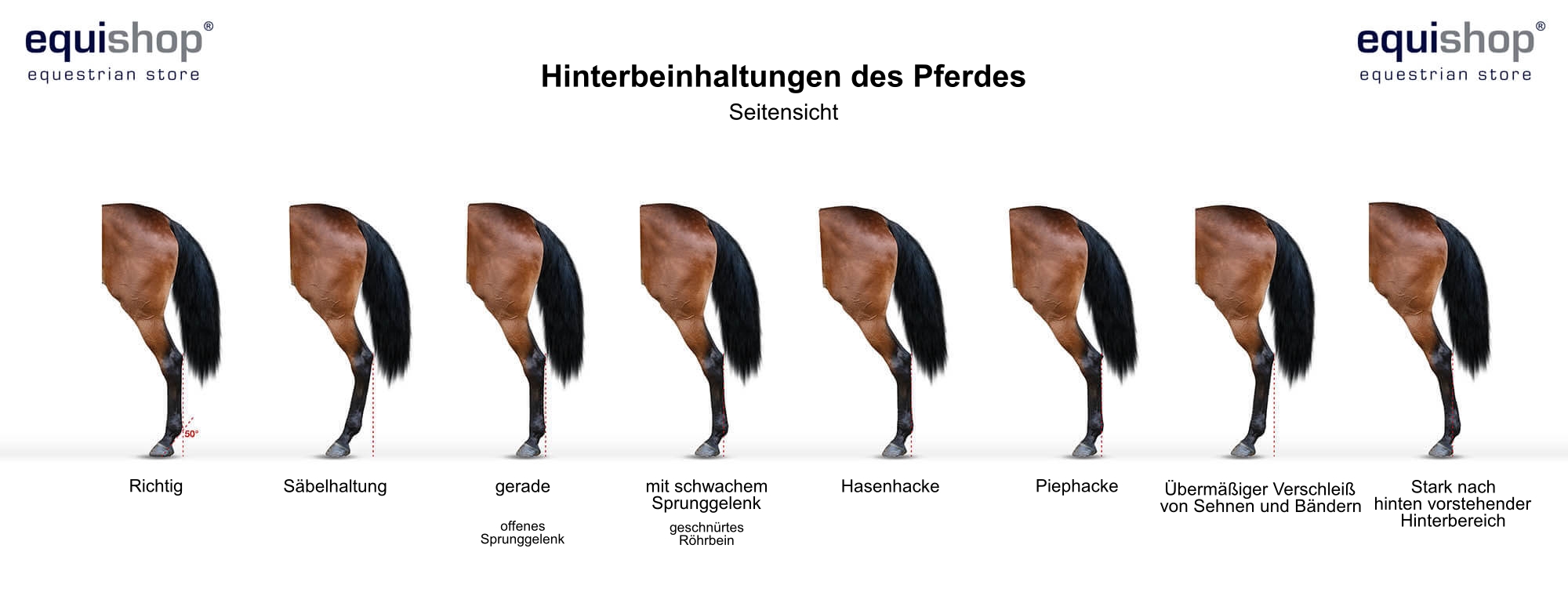 horse-back-legs-from-side-DE_1