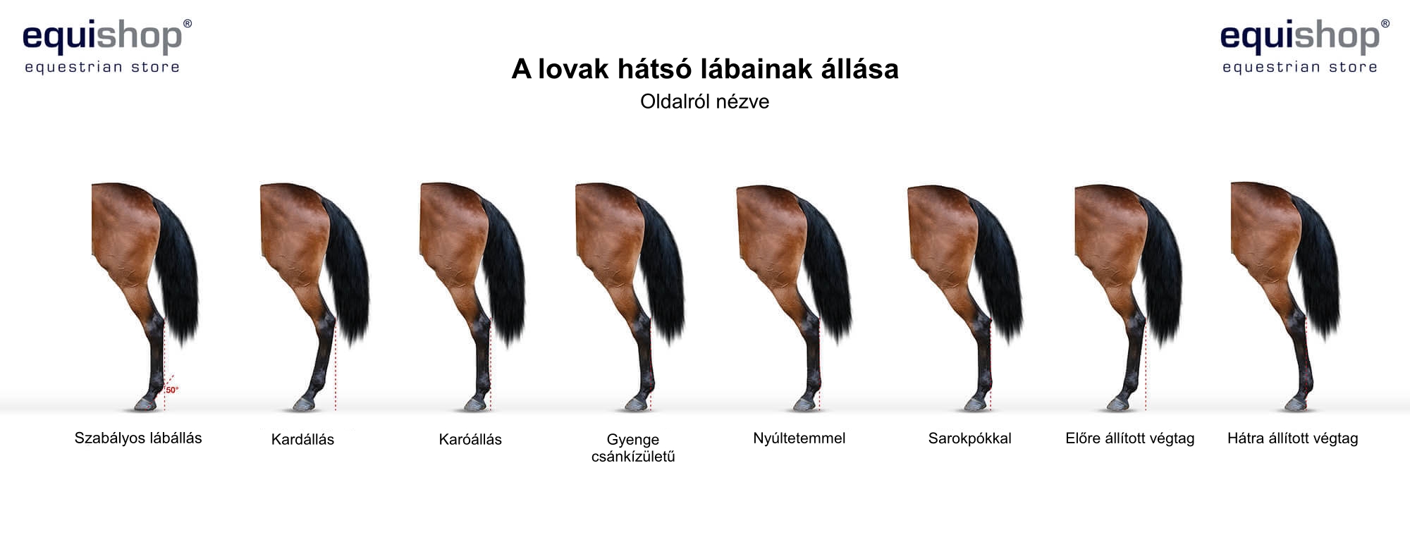 horse-back-legs-from-side-HU