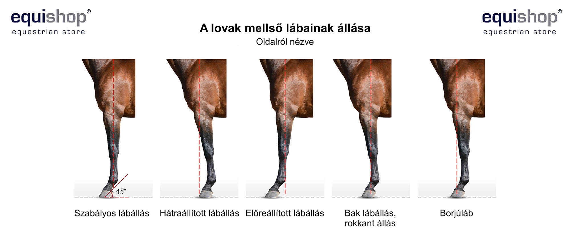 horse-front-limb-posture-HU
