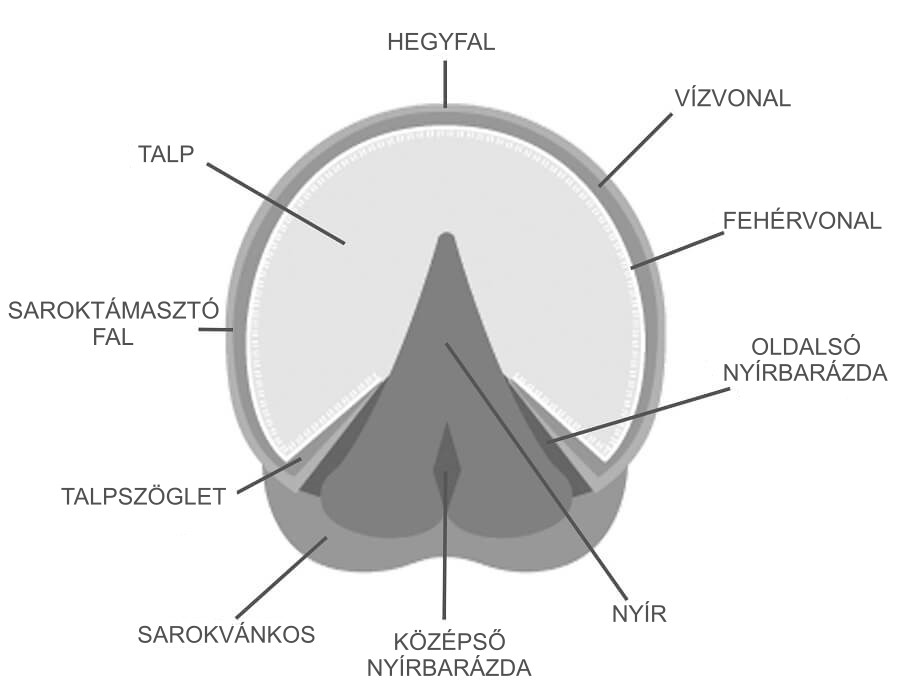 horse-hoof-diagram-HU