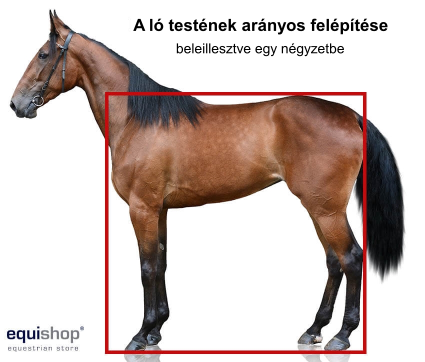 horse-in-square-m-HU