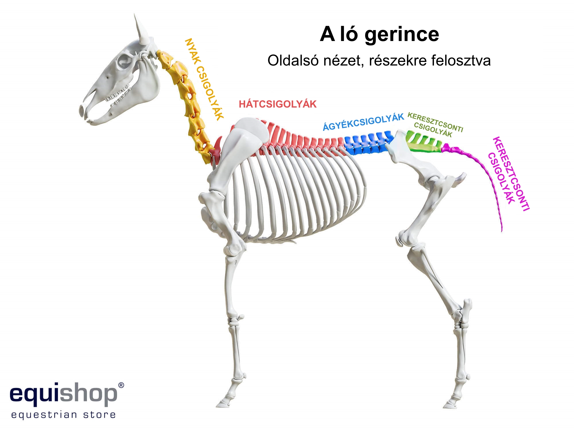 скелет лошади анатомия кости. строение лошади кости. позвоночник лошади строение. строение скелета лошади анатомия. осевой скелет лошади.
