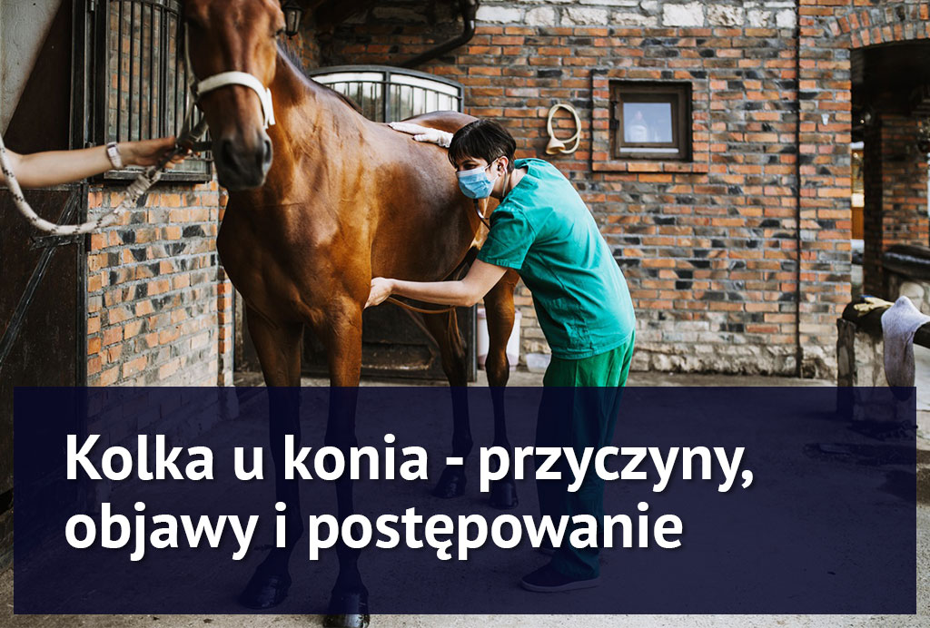 kolka_u_konia