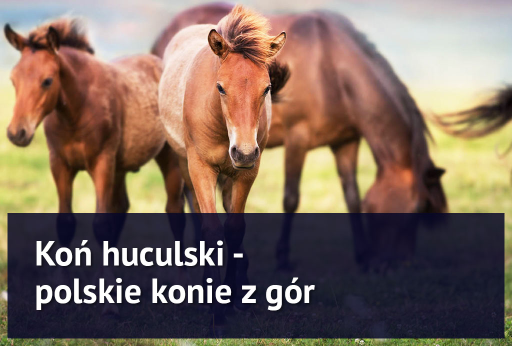 konie_huculskie