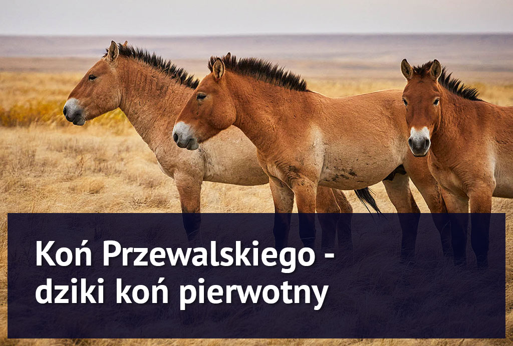 konie_przewalskiego