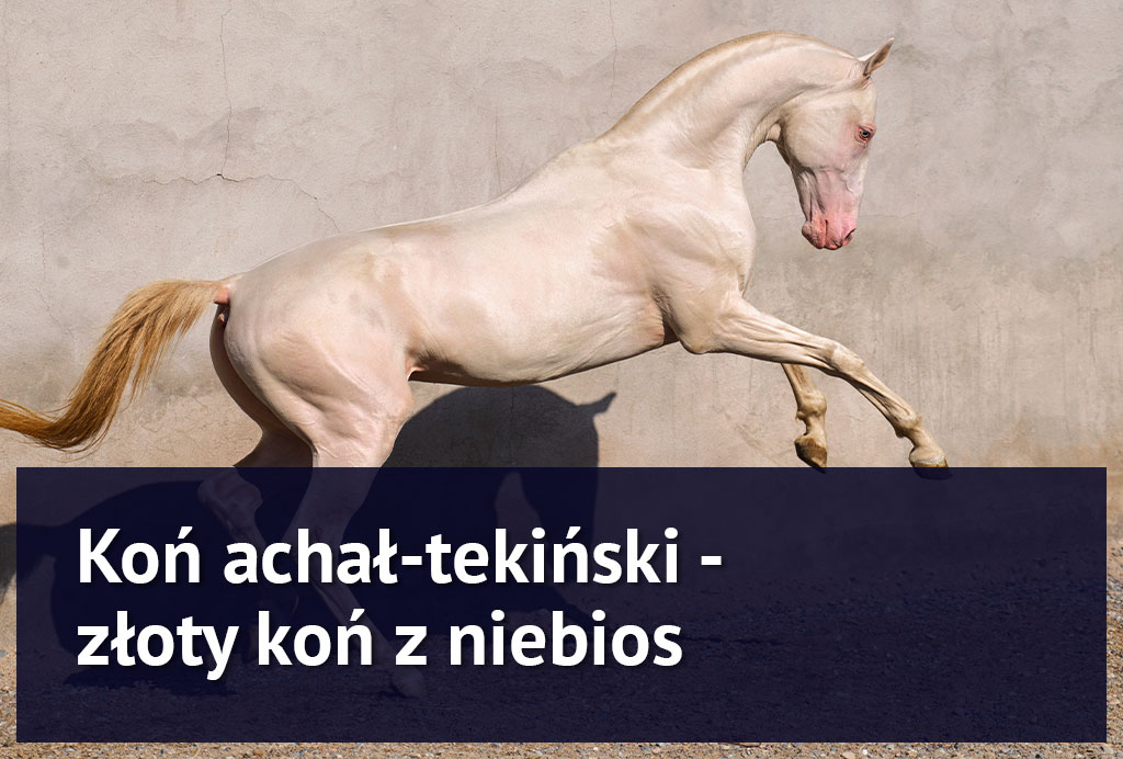 achal_tekinski_rasa_koni