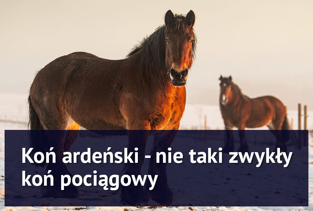 kon_ardenski_pociagowy kon_ardenski_pociagowy