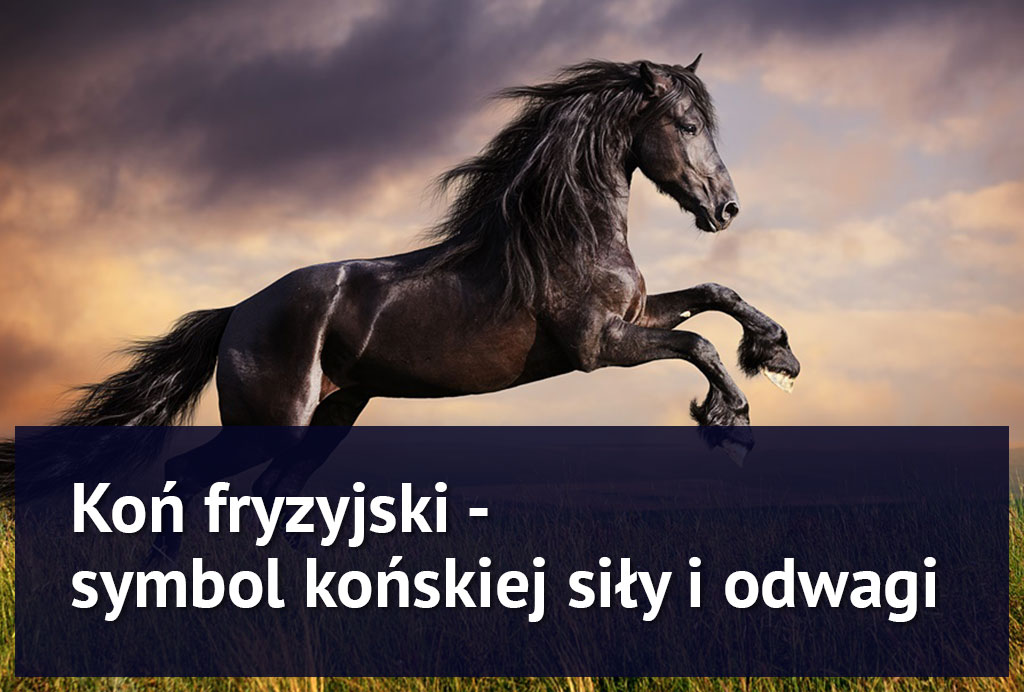kon_fryzyjski