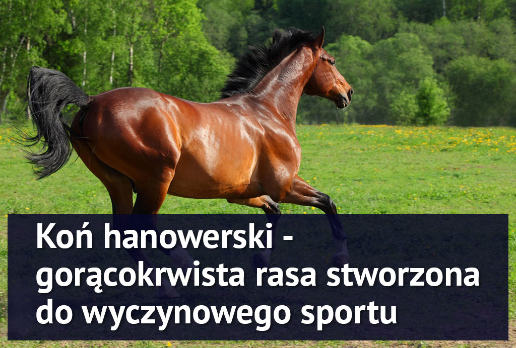 kon_hanowerski kon_hanowerski